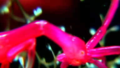 Caprellidae su altında beyaz deniz dibinin üzerinde.