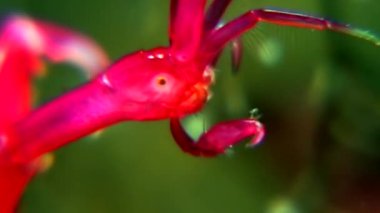 Caprellidae su altında beyaz deniz dibinin üzerinde.