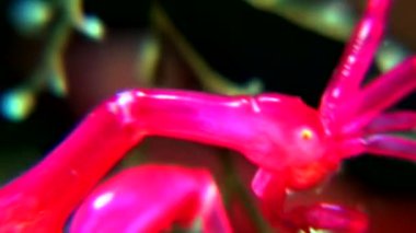 Caprellidae su altında beyaz deniz dibinin üzerinde.