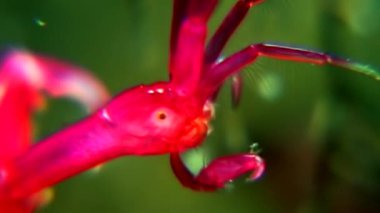 Caprellidae su altında beyaz deniz dibinin üzerinde.