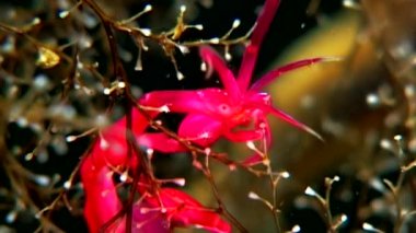 Caprellidae su altında beyaz deniz dibinin üzerinde.