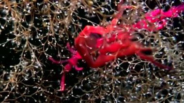 Caprellidae su altında beyaz deniz dibinin üzerinde.