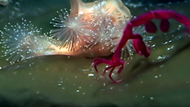 İskelet deniz keçi Caprellalinearis su altında beyaz deniz dibinin üzerinde.