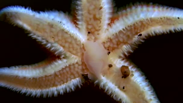 White starfish close up on black background underwater of sea. — Stock Video