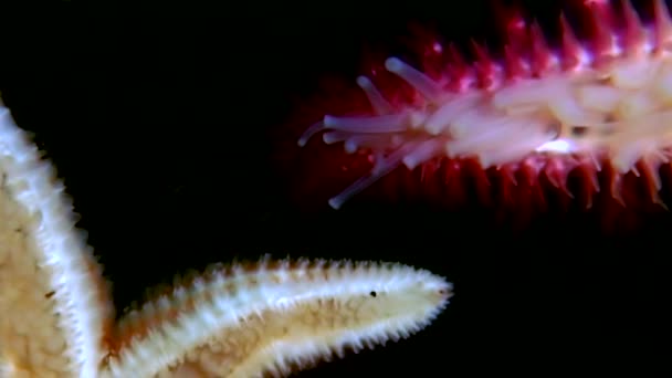 Étoile de mer blanche près sur fond noir sous-marin de la mer . — Video