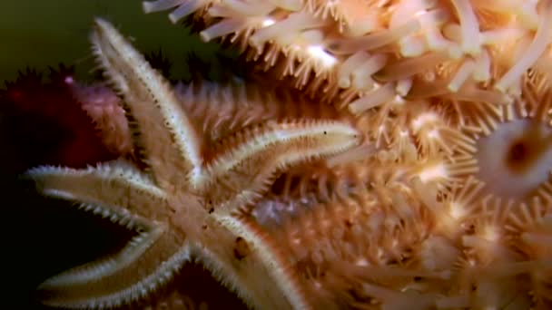 Vita sjöstjärna som närbild på svart bakgrund under vattnet i havet. — Stockvideo