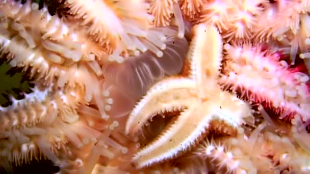 White starfish close up on black background underwater of sea. — Stock Video