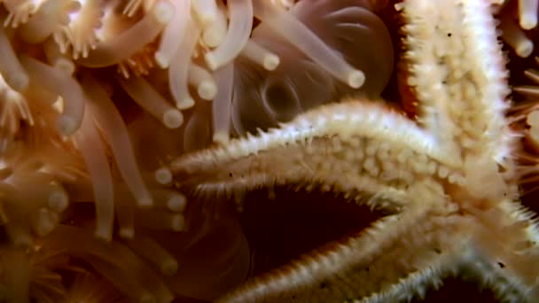 Witte starfish close-up op zwarte achtergrond onderwater van zee. — Stockvideo