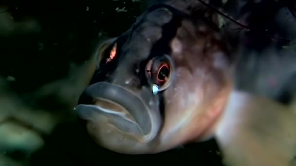 Treska pod vodou při hledání potravin pod vodou mořské dno z Bílého moře Rusko. — Stock video