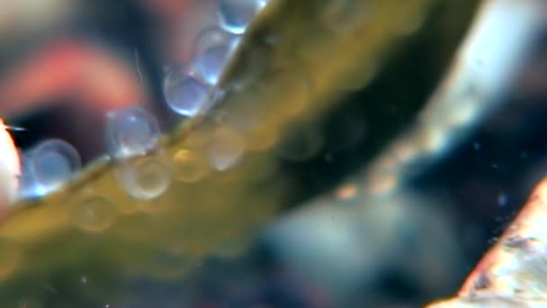 Καρκίνος ερημίτης υποβρύχια σε αναζήτηση τροφής τρώει χαβιάρι στο βυθό της θάλασσας λευκό. — Αρχείο Βίντεο