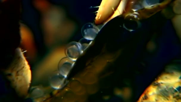 Pustelnik rak, pod wodą w poszukiwaniu pożywienia spożywa kawior na dnie morza białego. — Wideo stockowe