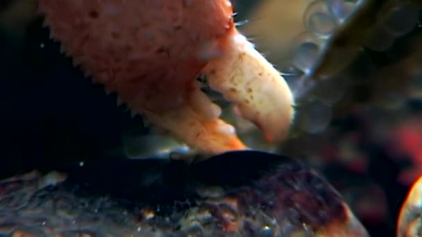 Kanker kluizenaar onderwater op zoek naar voedsel eet kaviaar op de zeebodem van de Witte Zee. — Stockvideo