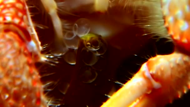 Рак отшельник под водой в поисках пищи на дне Белого моря Россия . — стоковое видео