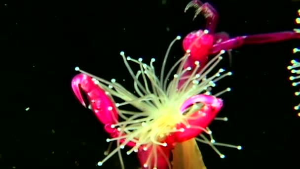 Lucernaria quadricornis ловит и ест капрелла под водой в Белом море — стоковое видео