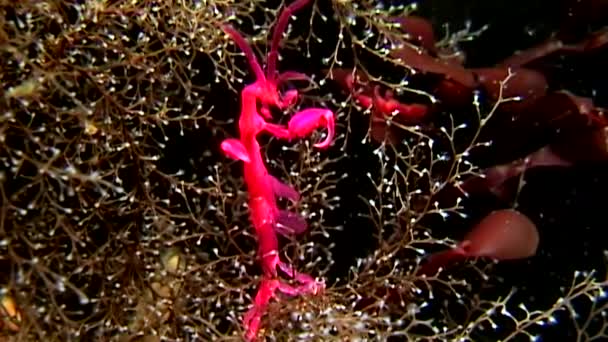 Capra di mare scheletro Caprellalinearis sott'acqua sui fondali del Mar Bianco . — Video Stock