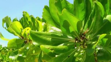 Muz ağacı yaprak arka plan üzerinde parlak güneşin altında Maldivler mavi gökyüzünde temizleyin.