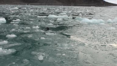 Arka plan hareketli buzlar Svalbard Kuzey Buz Denizi, su mühür rahatlayın.
