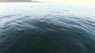 Kuşlarda kar Sahili ve su yüzeyi Arktik Okyanusu Svalbard içinde arka.