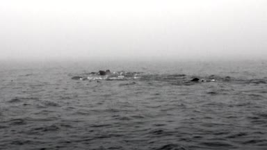 Svalbard Arktik Okyanusu'nda sisin içinde suda yüzen walruses grup.