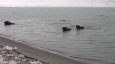 Grup walruses yüzmek Svalbard Arktik Okyanusu soğuk mavi su.