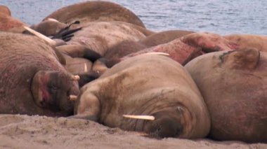 Grup walruses sakin su üzerinde shore Arktik okyanusta Svalbard yakınındaki.