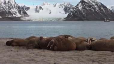 Morslar grup üzerinde shore, Kuzey Buz Denizi Svalbard içinde dinlenmek.