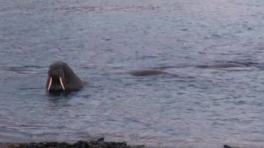 Morslar grup sakin suda yakınındaki kıyı Kuzey Buz Denizi Svalbard içinde.