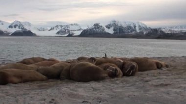 Grup walruses sakin su üzerinde shore Arktik okyanusta Svalbard yakınındaki.
