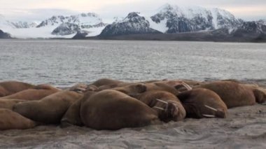 Grup walruses sakin su üzerinde shore Arktik okyanusta Svalbard yakınındaki.