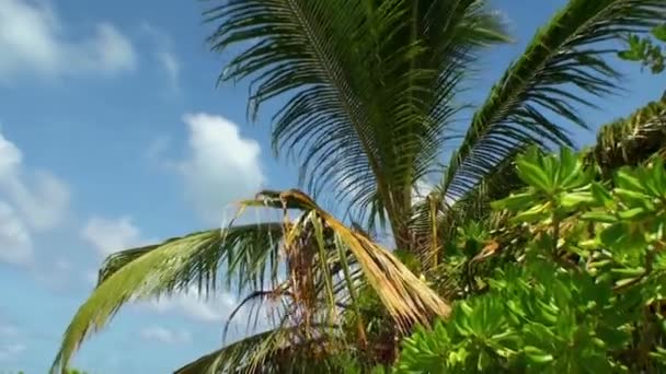 몰디브에서 해변에서 밝은 태양 아래 야자수. — 비디오