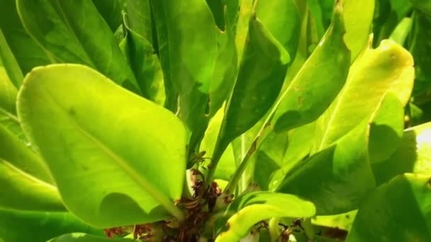 Banaan boom vellen onder stralende zon op achtergrond van duidelijke blauwe hemel in Maldiven. — Stockvideo