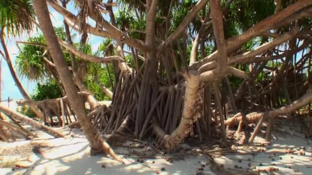 Palmy v jasné slunce na pláži v Maledivy. — Stock video
