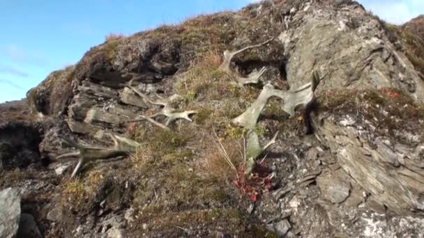 Cornes de cerfs sauvages au sol dans le Svalbard arctique . — Video