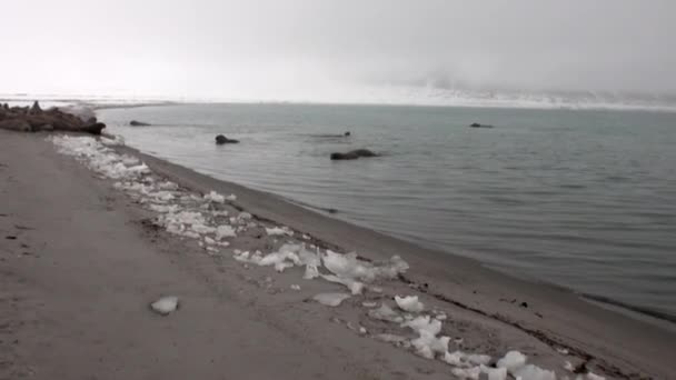 Skupina mrožů odpočívat u vody na sněhu pobřeží z ledového oceánu v Svalbard. — Stock video