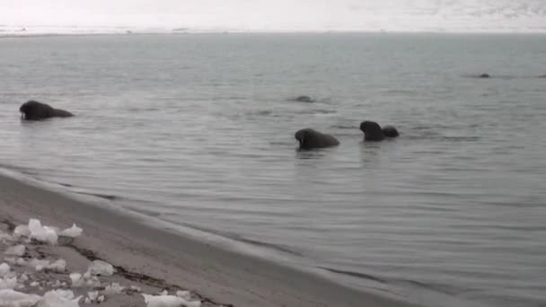 Groep van walrussen zwemmen in koud blauwe water van de Noordelijke IJszee in Svalbard. — Stockvideo