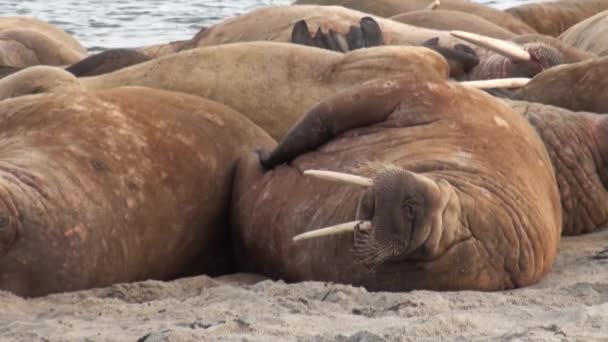 Grupp av valrossar koppla av på stranden av Arktiska oceanen i Svalbard. — Stockvideo