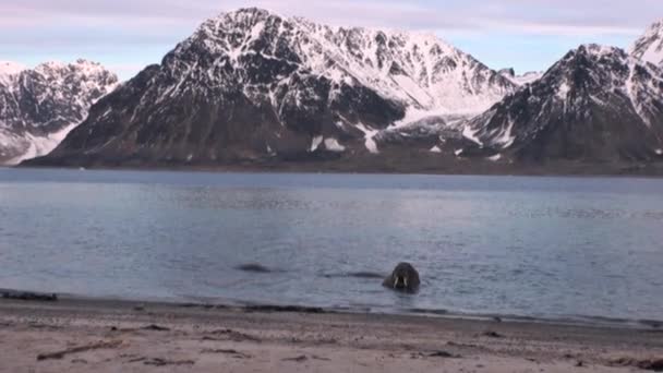 Group of walruses relax in water of Arctic Ocean in Svalbard. — Stock Video