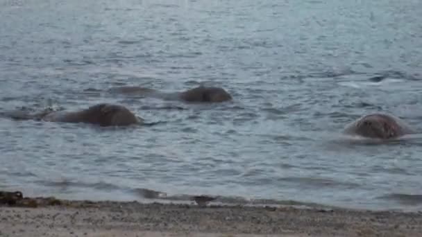 Group of walruses relax in water near shore of Arctic Ocean in Svalbard. — Stock Video