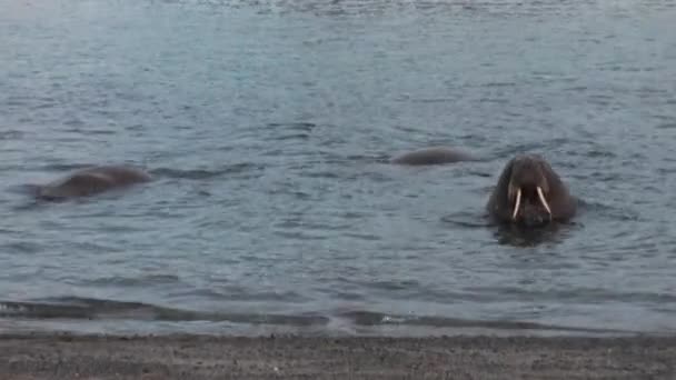 海象群放松在水附近岸边的北冰洋斯瓦尔巴特群岛. — 图库视频影像