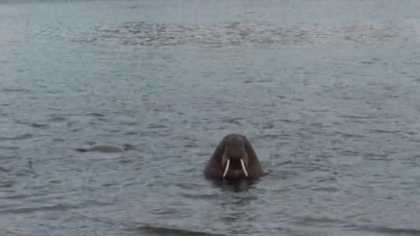 Walruses relax in water near shore of Arctic Ocean in Svalbard. — Stock Video