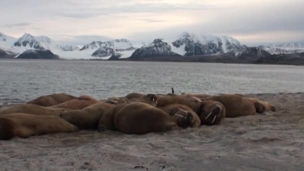 Group of walruses relax near water on shore of Arctic Ocean in Svalbard. — Stock Video