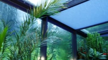 Yeşil kış bahçesi dış windows yağmur.