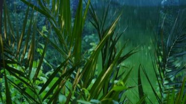 Yeşil kış bahçesi dış windows yağmur.