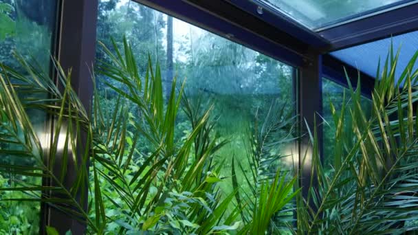 Regn utanför fönstren i gröna vinterträdgård. — Stockvideo