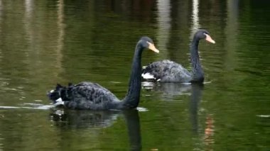 Siyah Kuğu sürüsü gölet yüzeyinde yüzüyor.