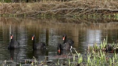 Siyah Kuğu sürüsü gölet yüzeyinde yüzüyor.