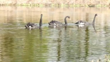 Siyah Kuğu sürüsü gölet yüzeyinde yüzüyor.
