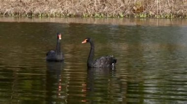 Siyah Kuğu sürüsü gölet yüzeyinde yüzüyor.