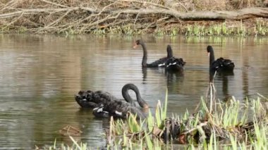 Siyah Kuğu sürüsü gölet yüzeyinde yüzüyor.