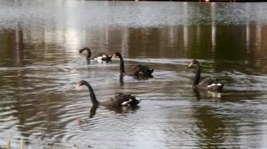 Siyah Kuğu sürüsü gölet yüzeyinde yüzüyor.